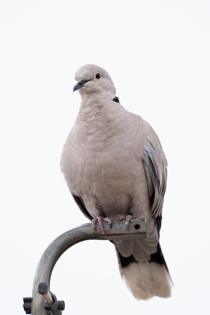 Eurasian Collared-Dove - ML620311897