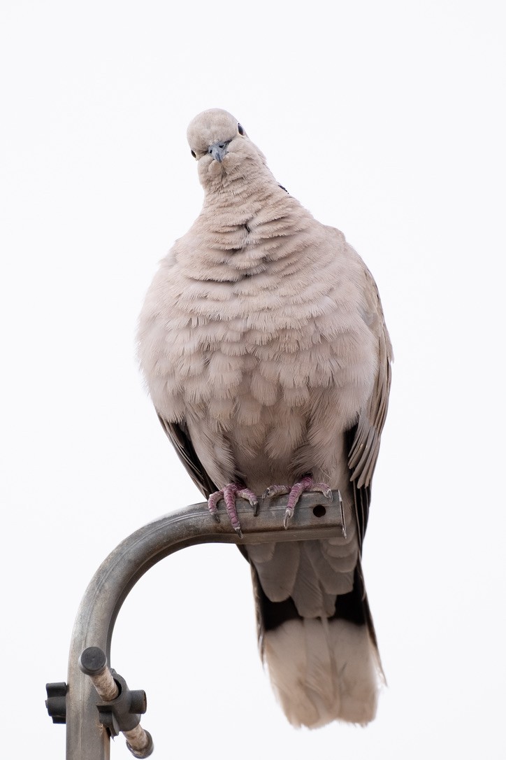 Eurasian Collared-Dove - ML620311898