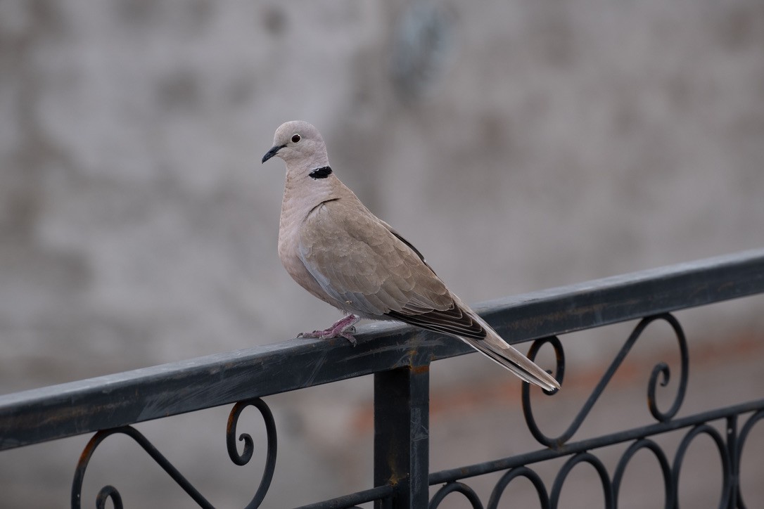 Eurasian Collared-Dove - ML620311899