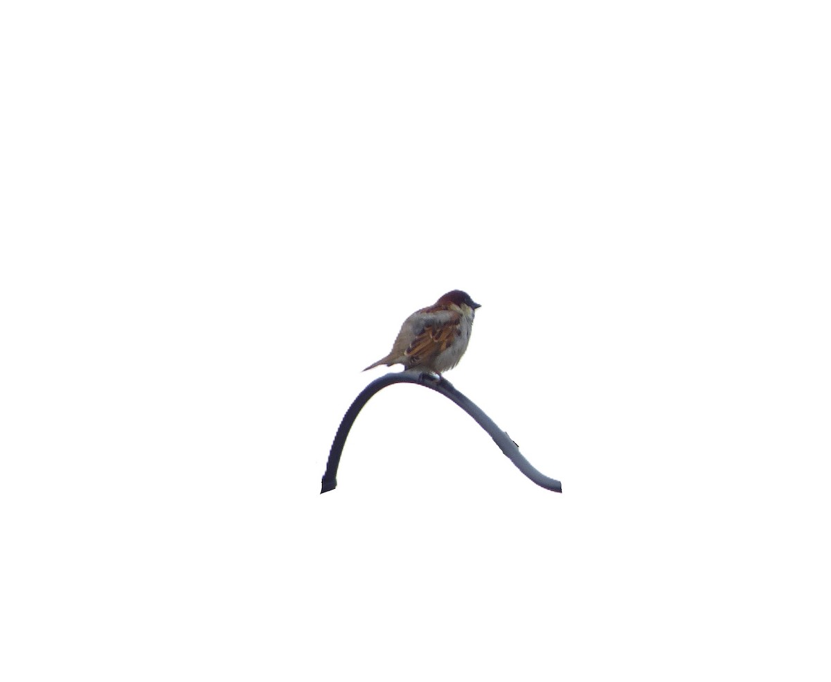 House Sparrow - ML620311901
