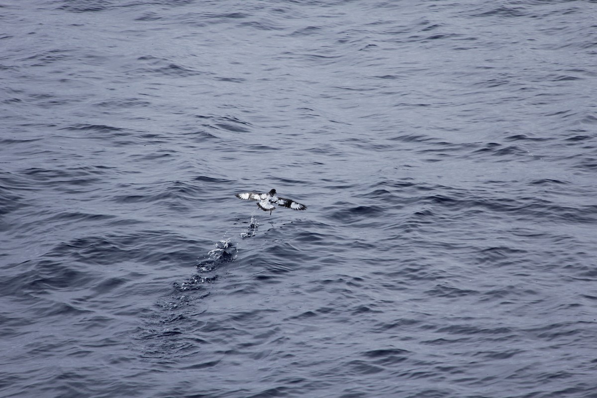 Petrel Damero (antártico) - ML620311907