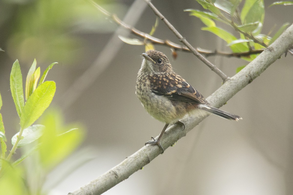 Gray Bushchat - ML620311913