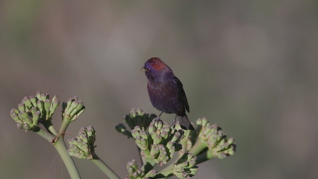 Passerin varié - ML620311914