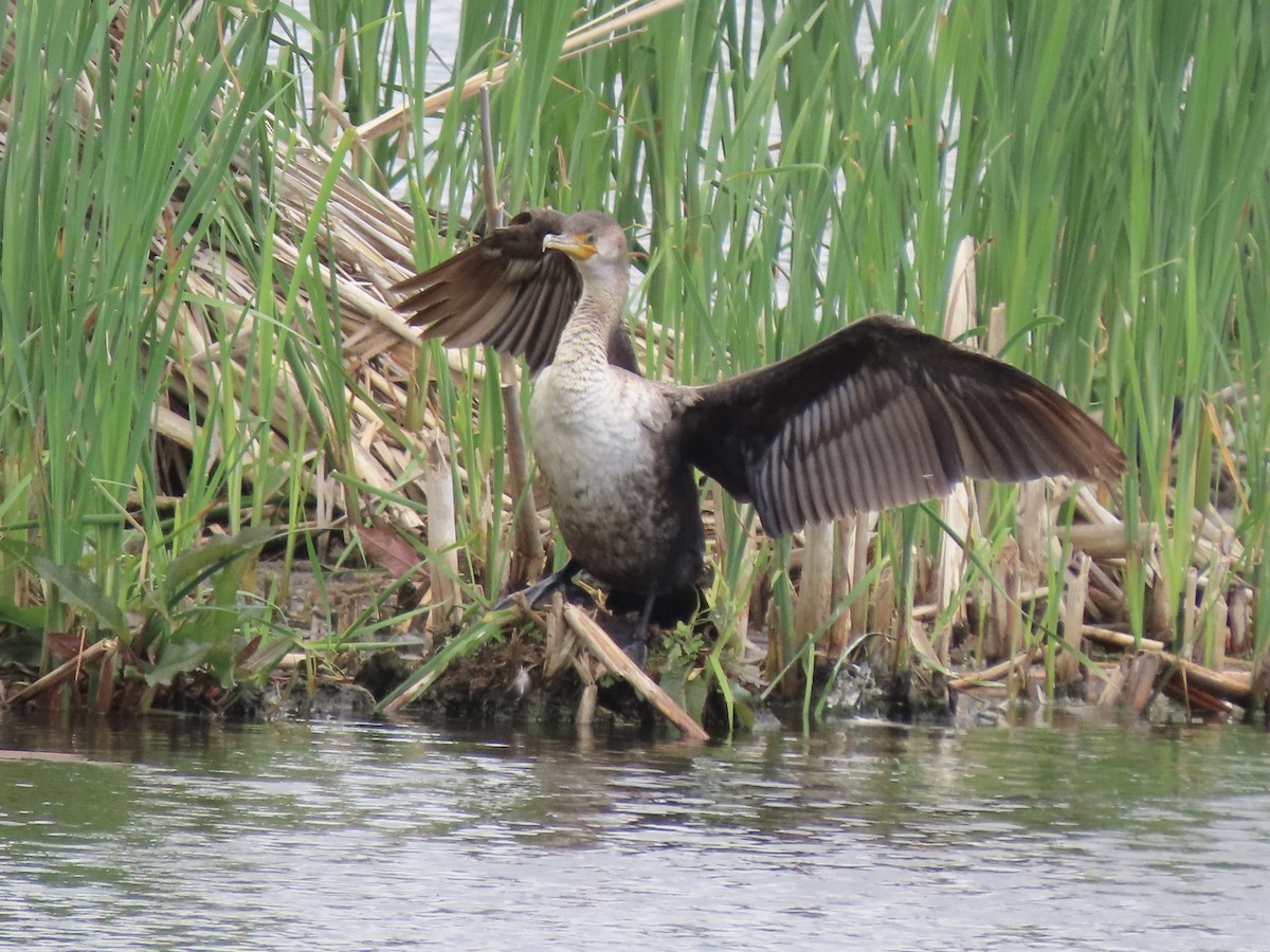 Cormoran à aigrettes - ML620311917