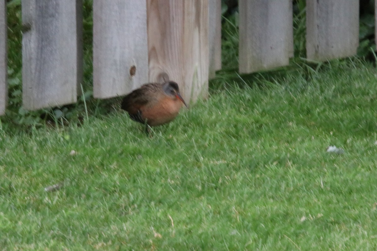 Virginia Rail - ML620311918