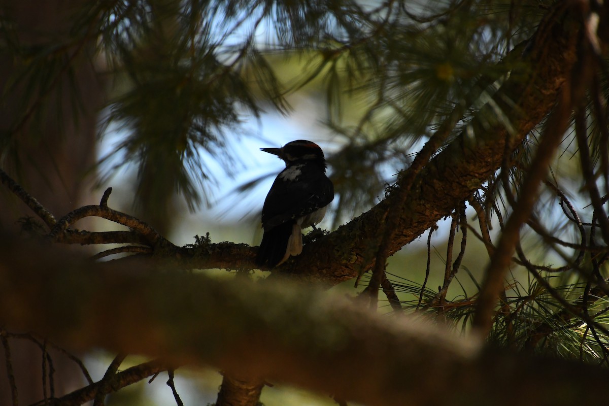 Hairy Woodpecker - ML620311919