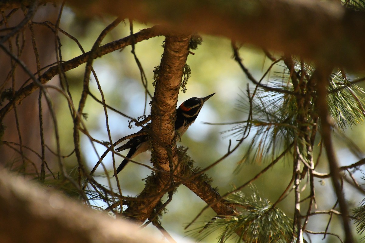 Hairy Woodpecker - ML620311920