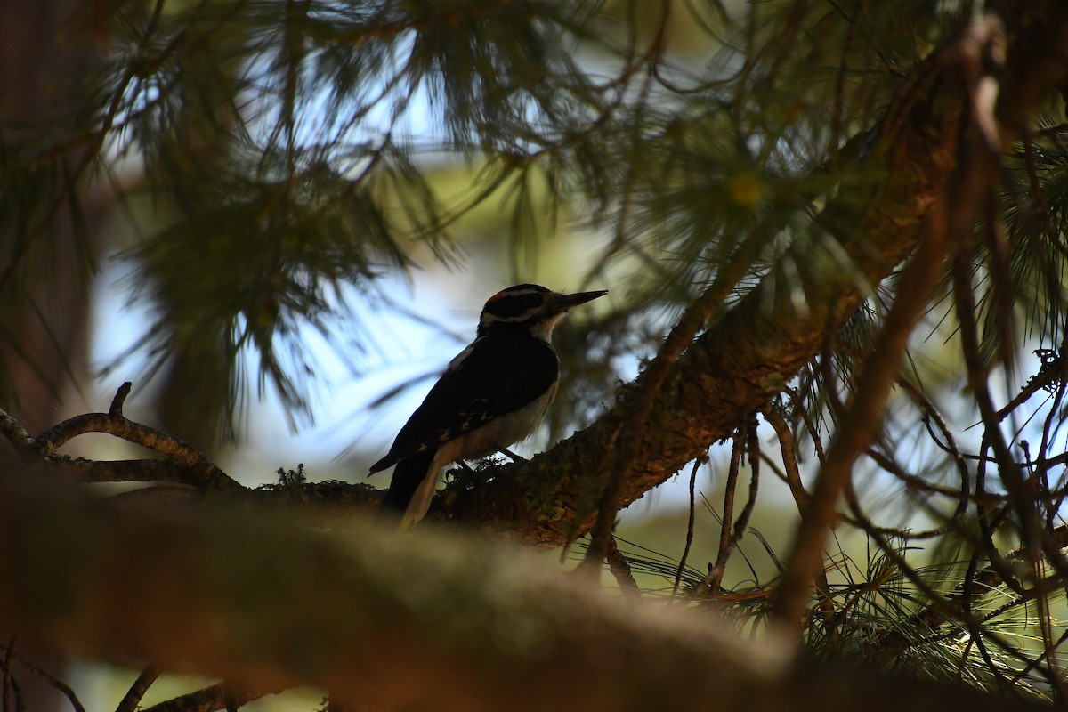 Hairy Woodpecker - ML620311921