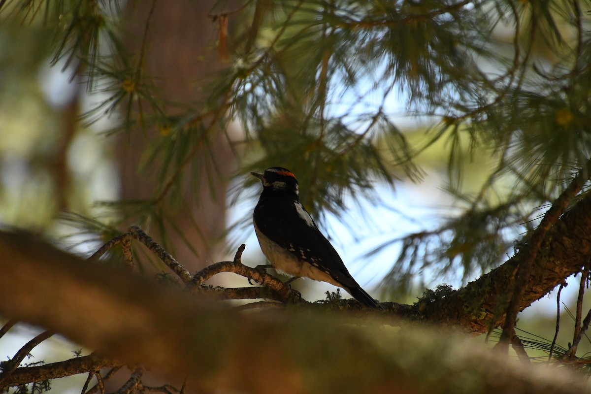 Hairy Woodpecker - ML620311923