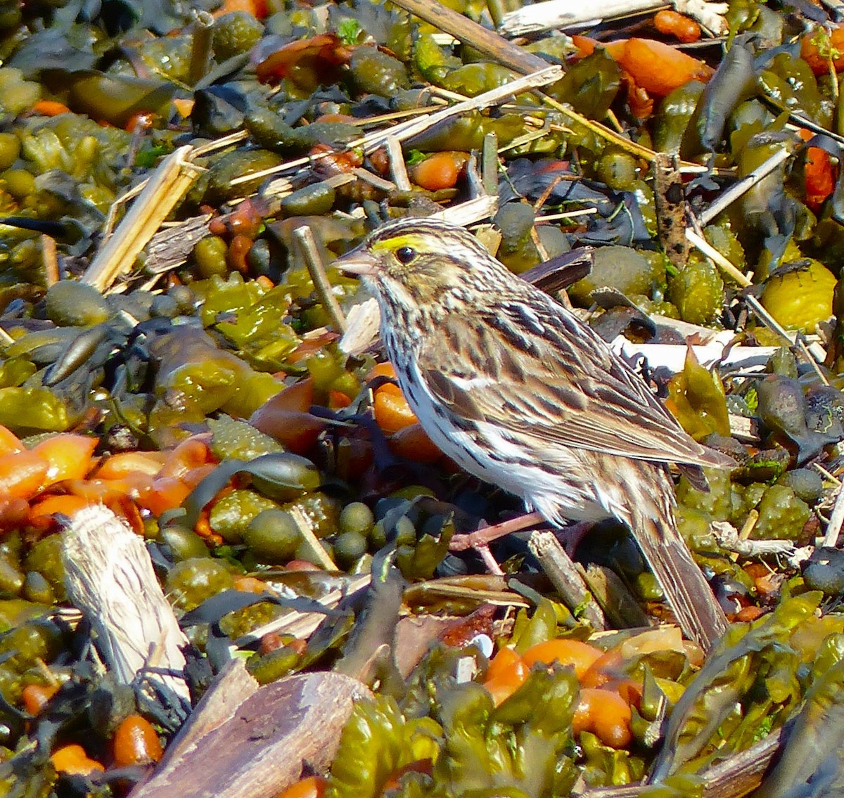 Savannah Sparrow - ML620311934