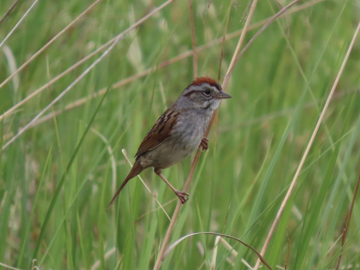 Swamp Sparrow - ML620311947