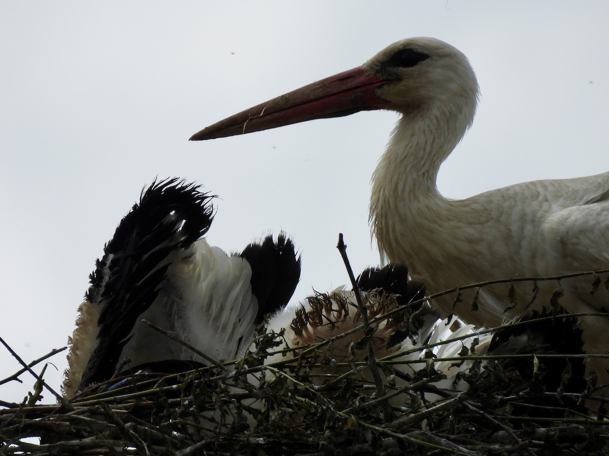 White Stork - ML620311958