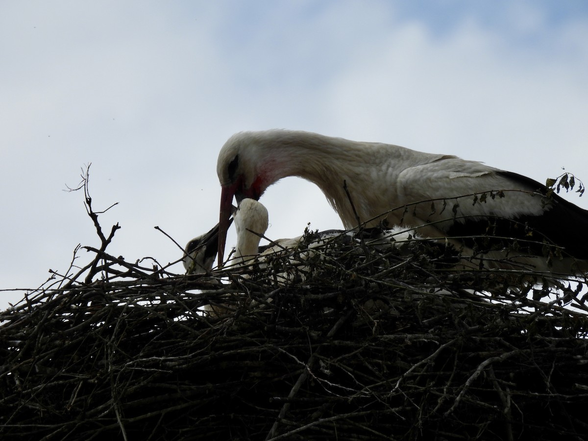 White Stork - ML620311959