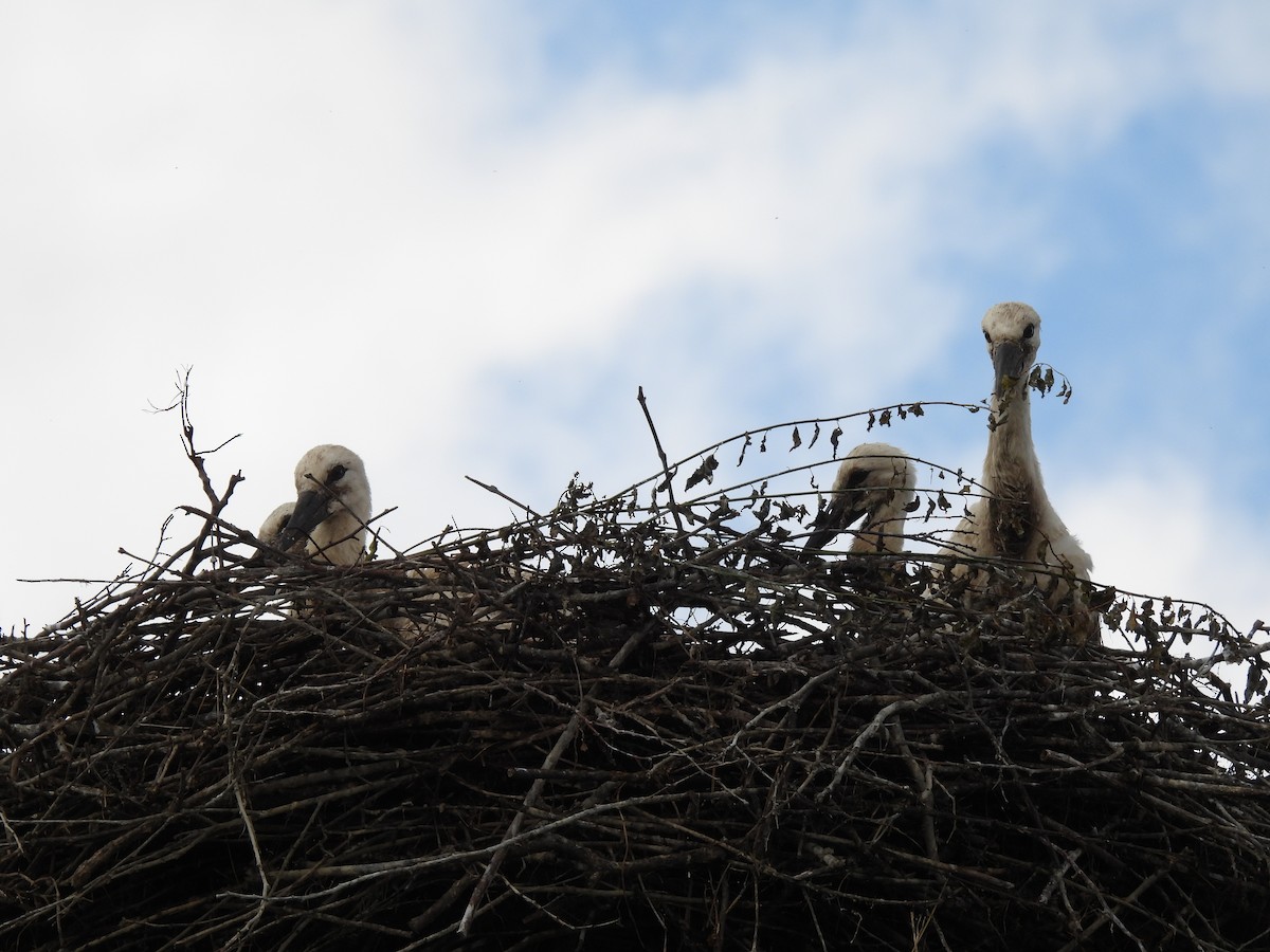 White Stork - ML620311961