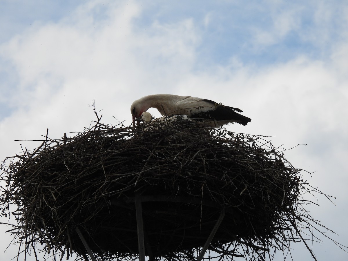 White Stork - ML620311962