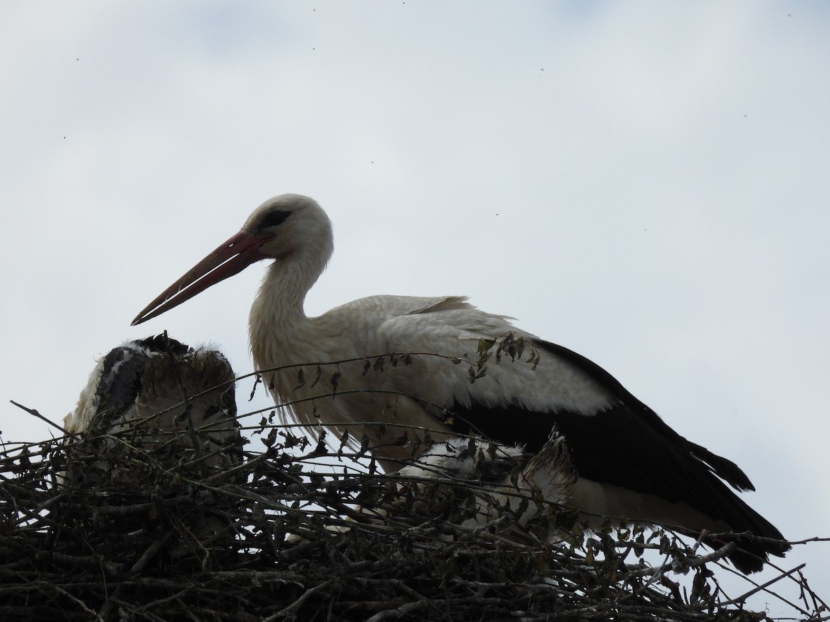 White Stork - ML620311964