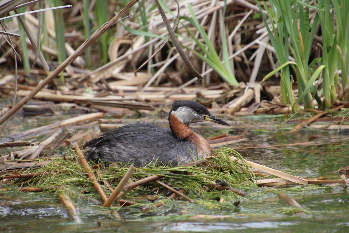 Red-necked Grebe - ML620311967