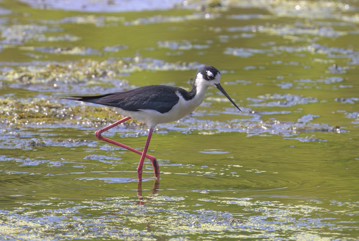 Black-necked Stilt - ML620311968