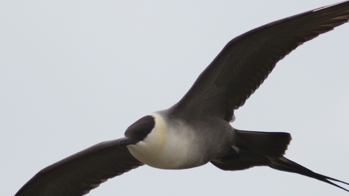 Long-tailed Jaeger - ML620311972