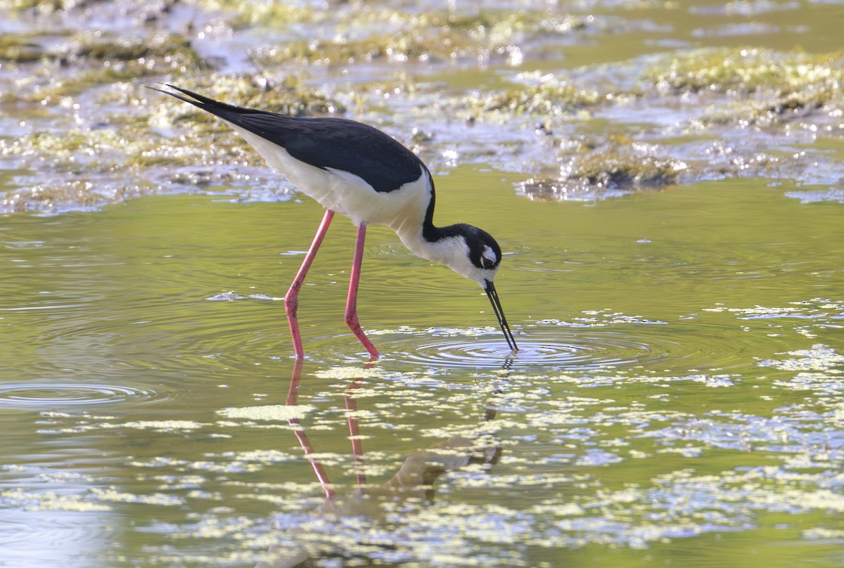 Black-necked Stilt - ML620311974