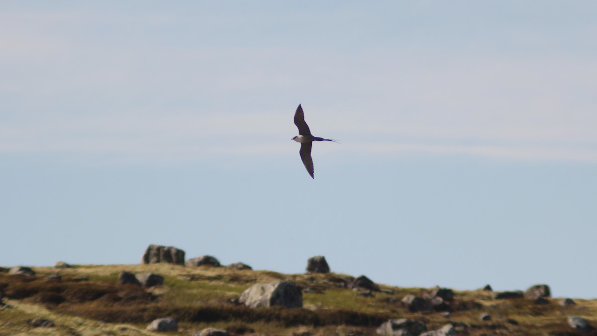 Long-tailed Jaeger - ML620311975