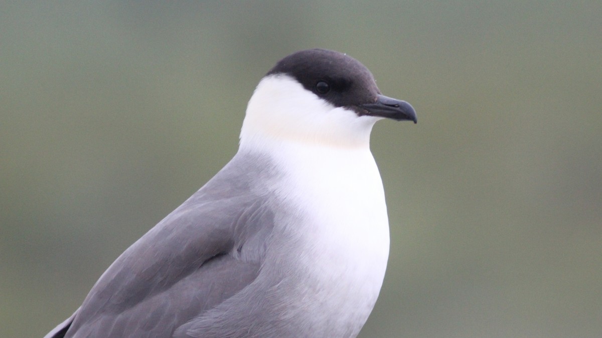 Long-tailed Jaeger - ML620311976