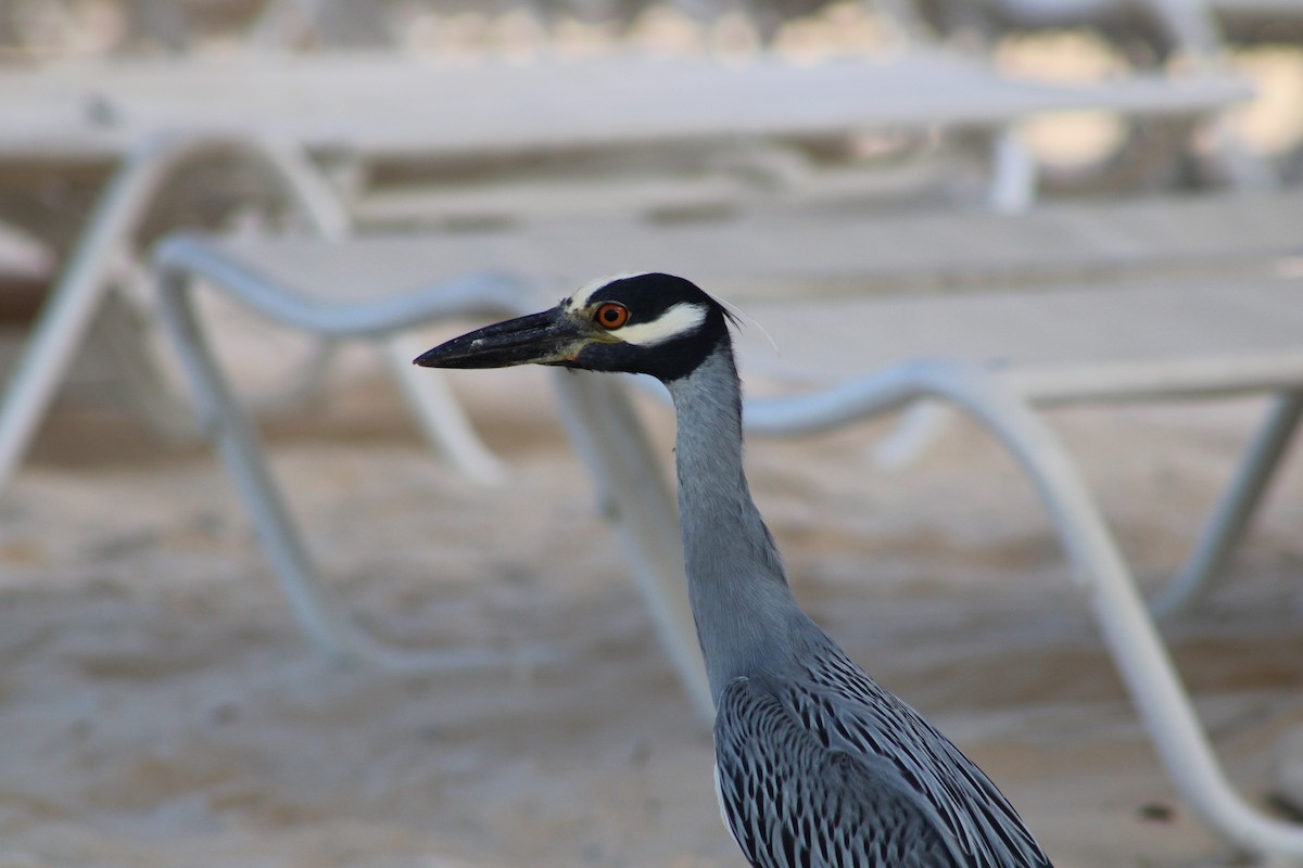 Yellow-crowned Night Heron - ML620311978