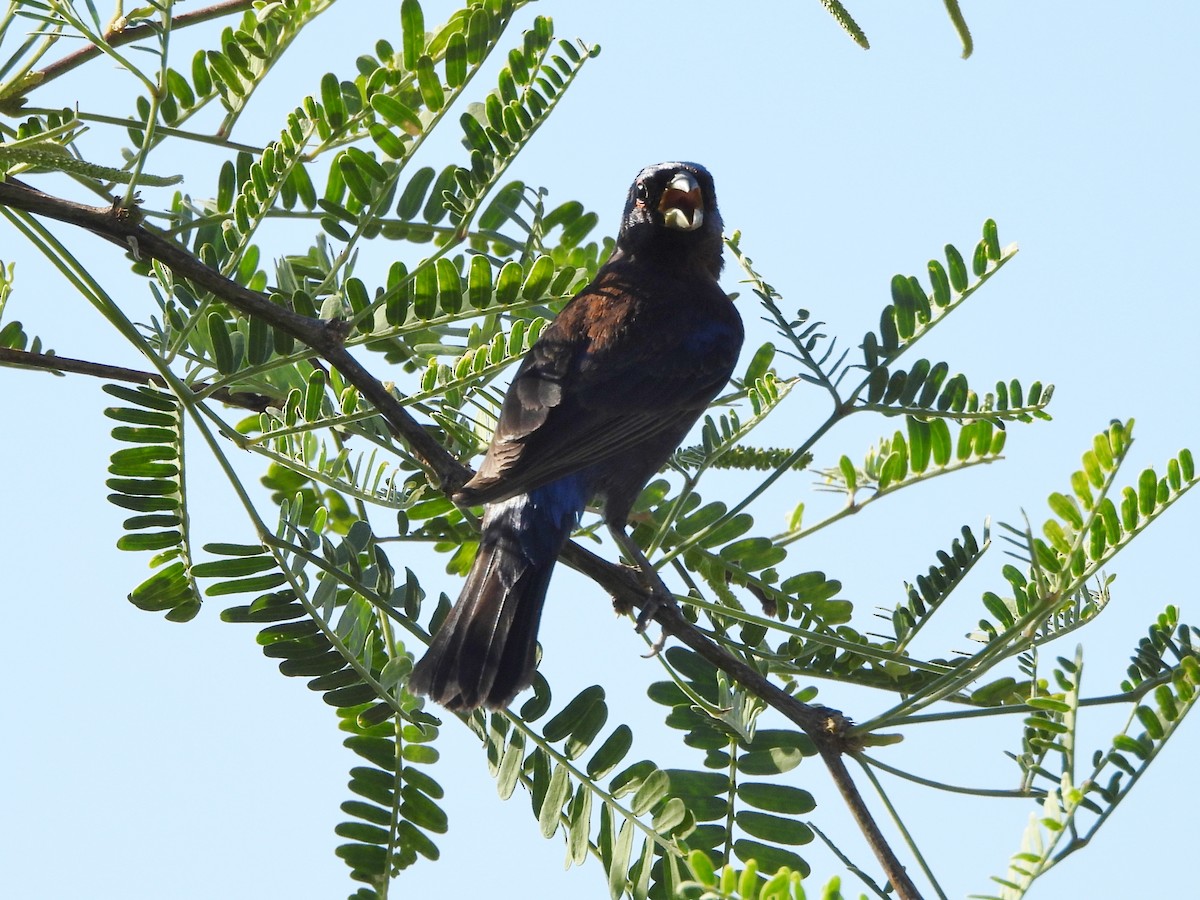 Varied Bunting - ML620311979