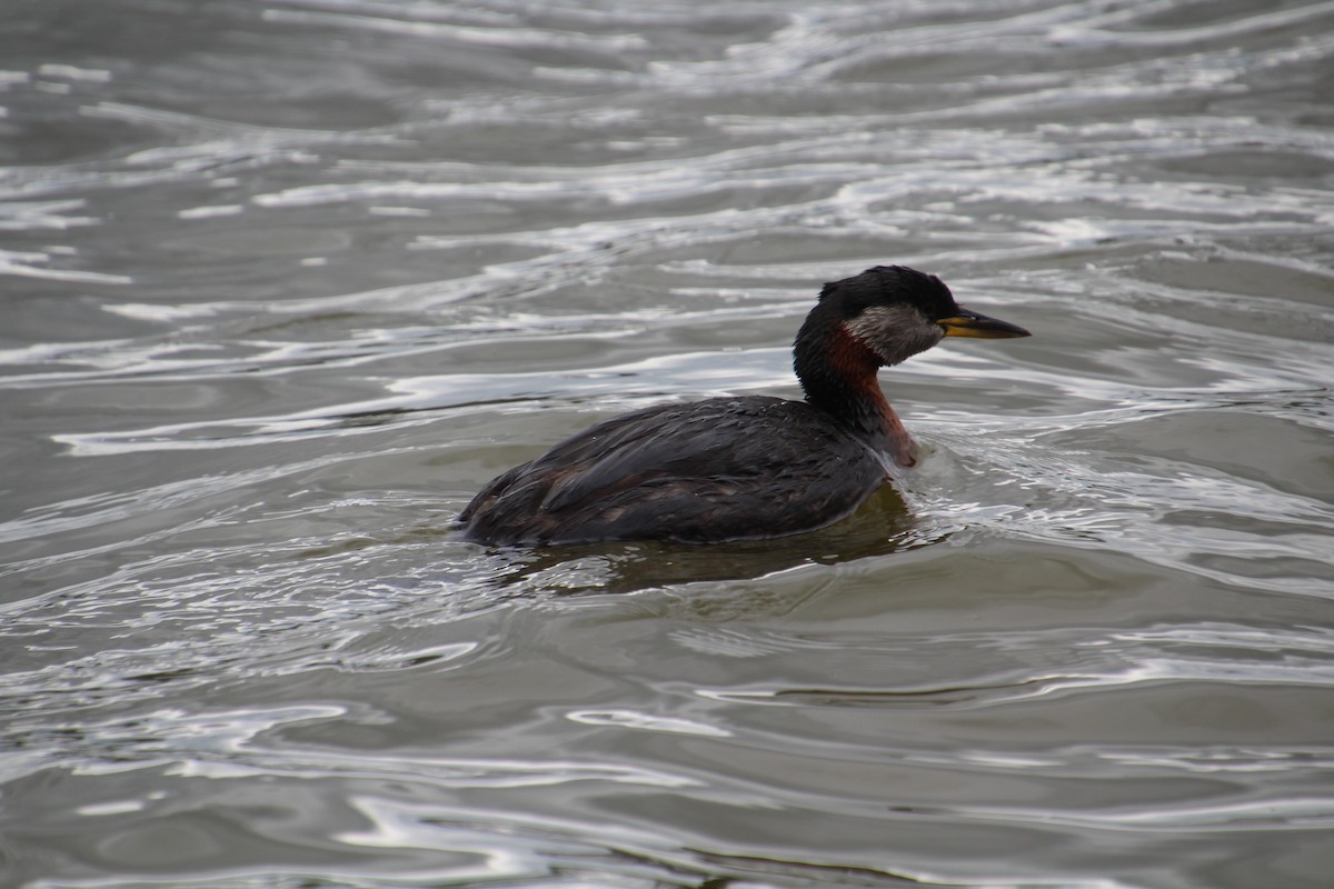 Red-necked Grebe - ML620311980