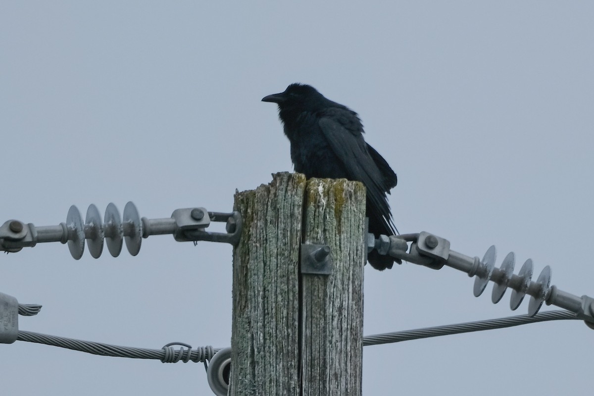 Fish Crow - Sandy Vandervalk