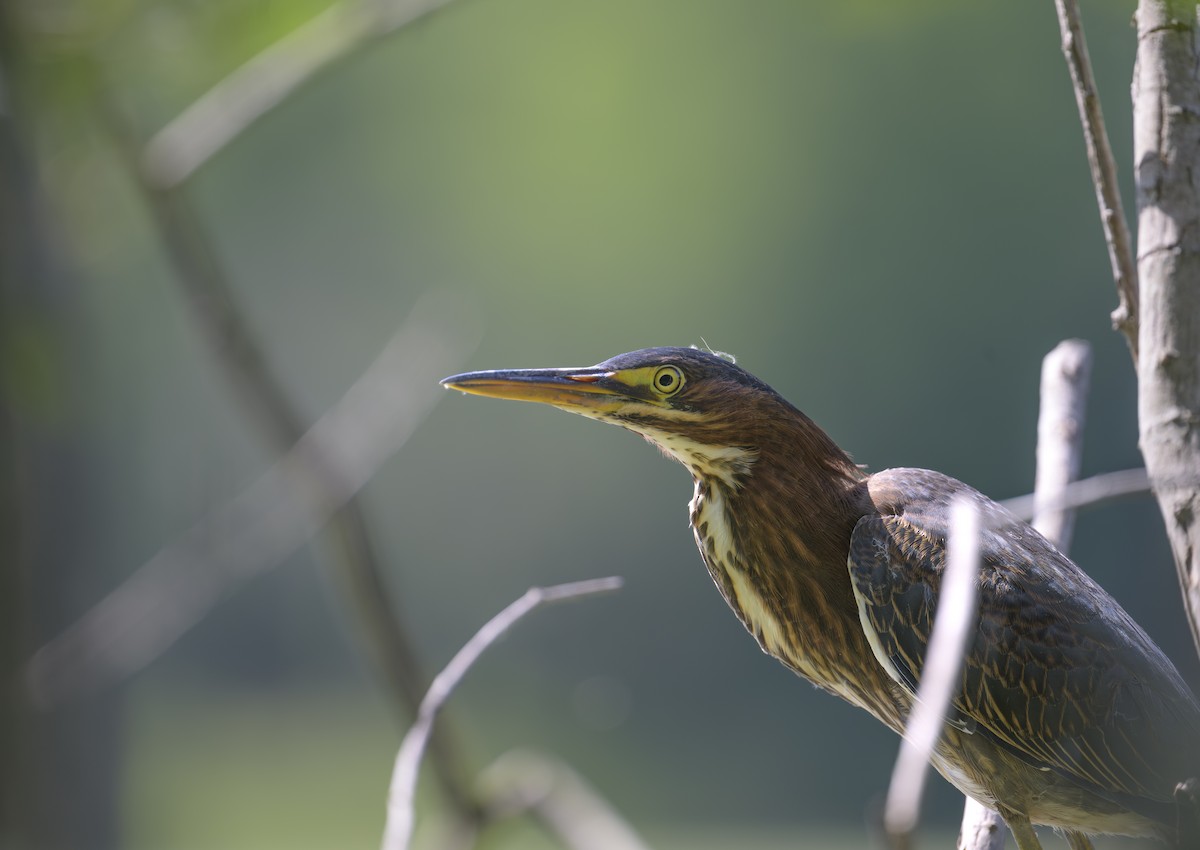 Green Heron - Marc Regnier