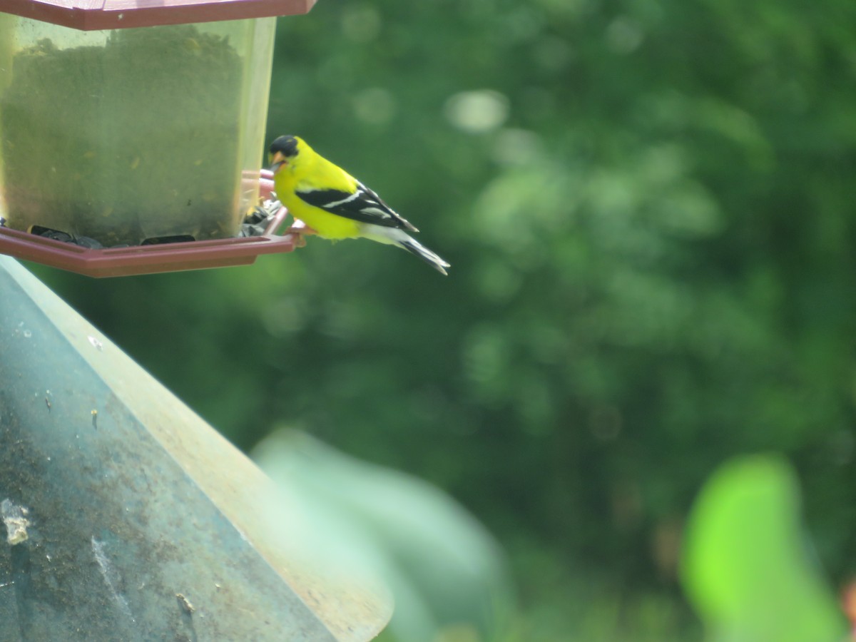 American Goldfinch - ML620312000