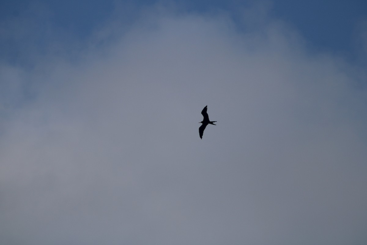 Magnificent Frigatebird - ML620312003