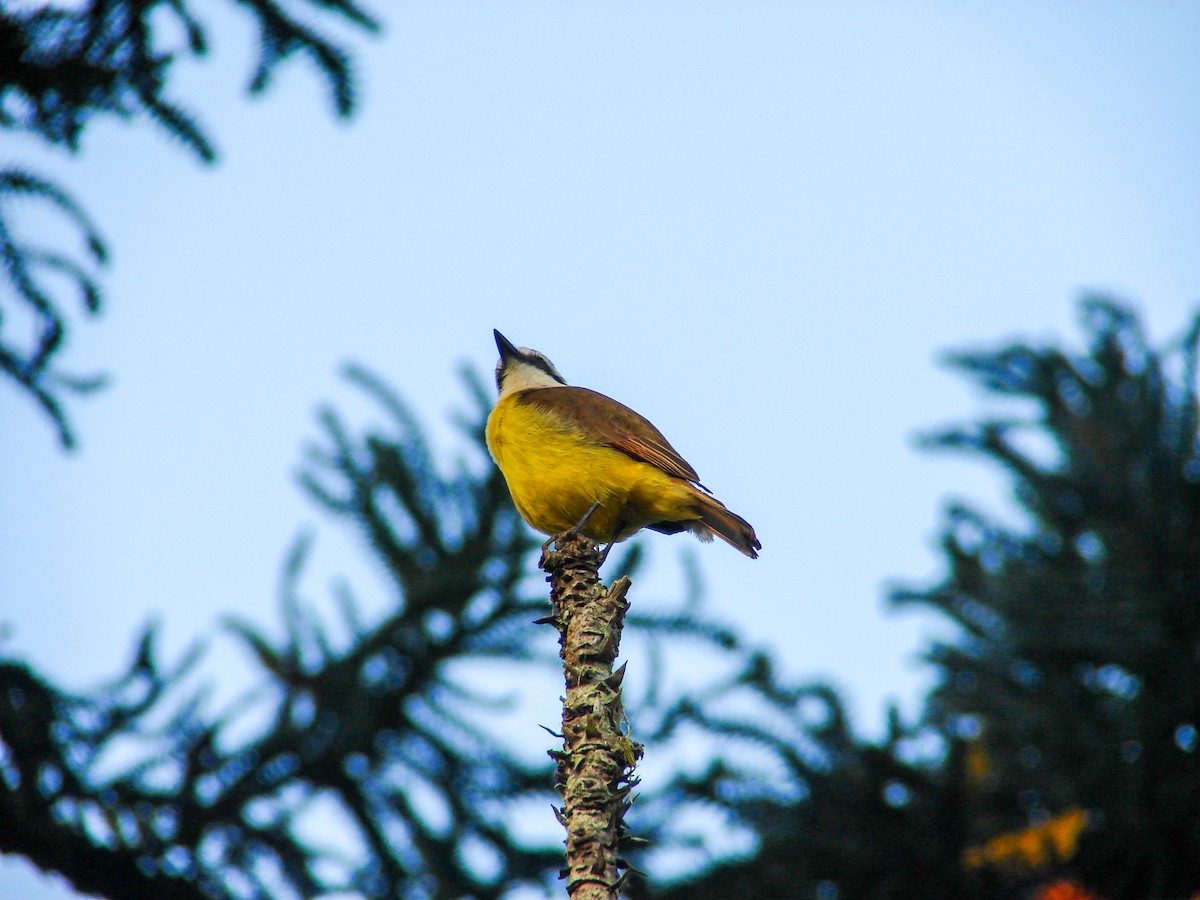 Great Kiskadee - ML620312004