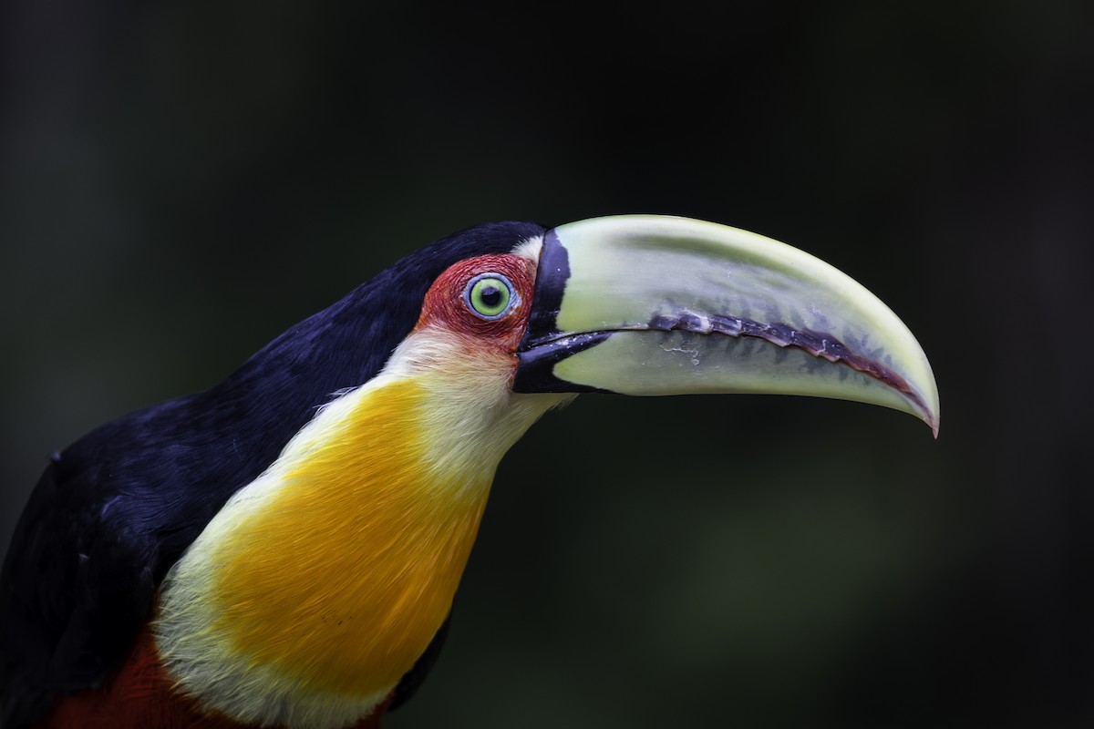Red-breasted Toucan - ML620312005