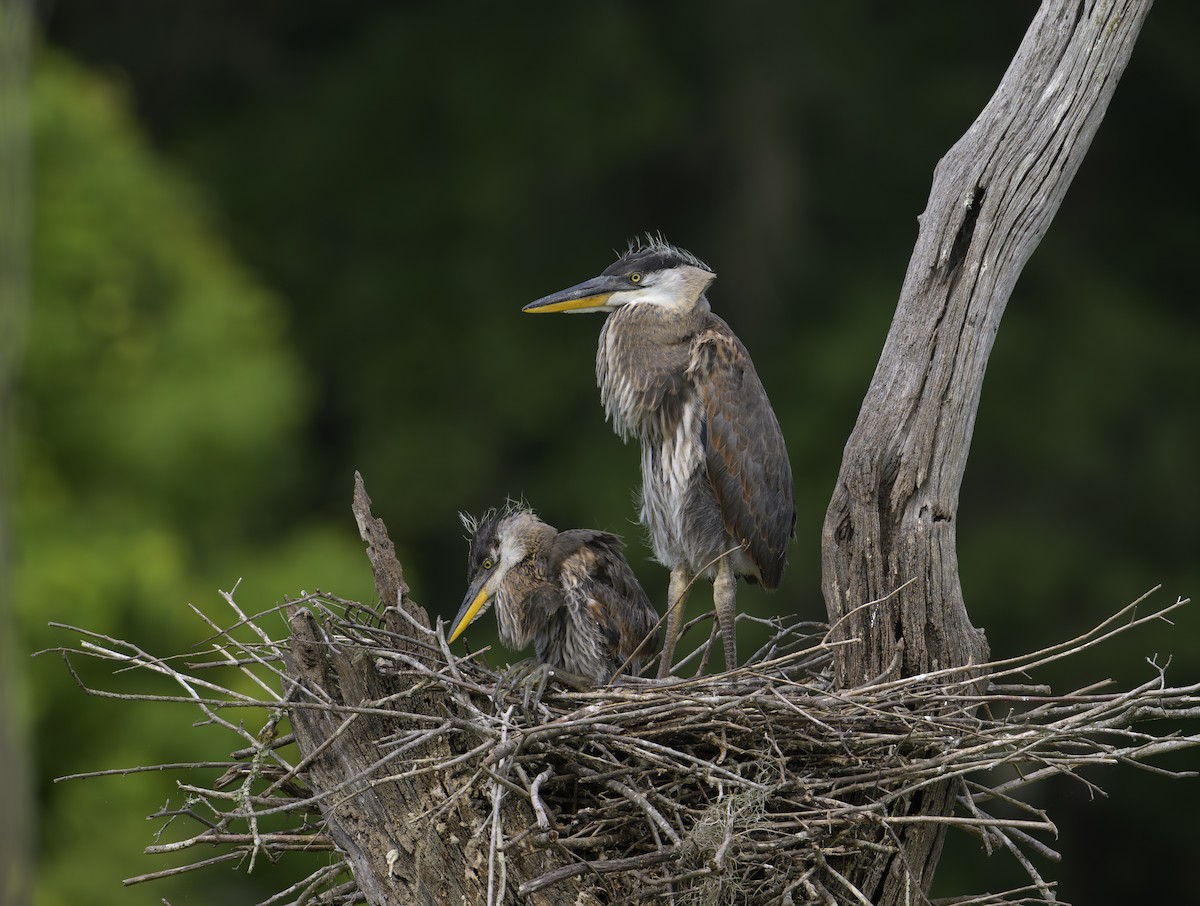 Great Blue Heron - ML620312006