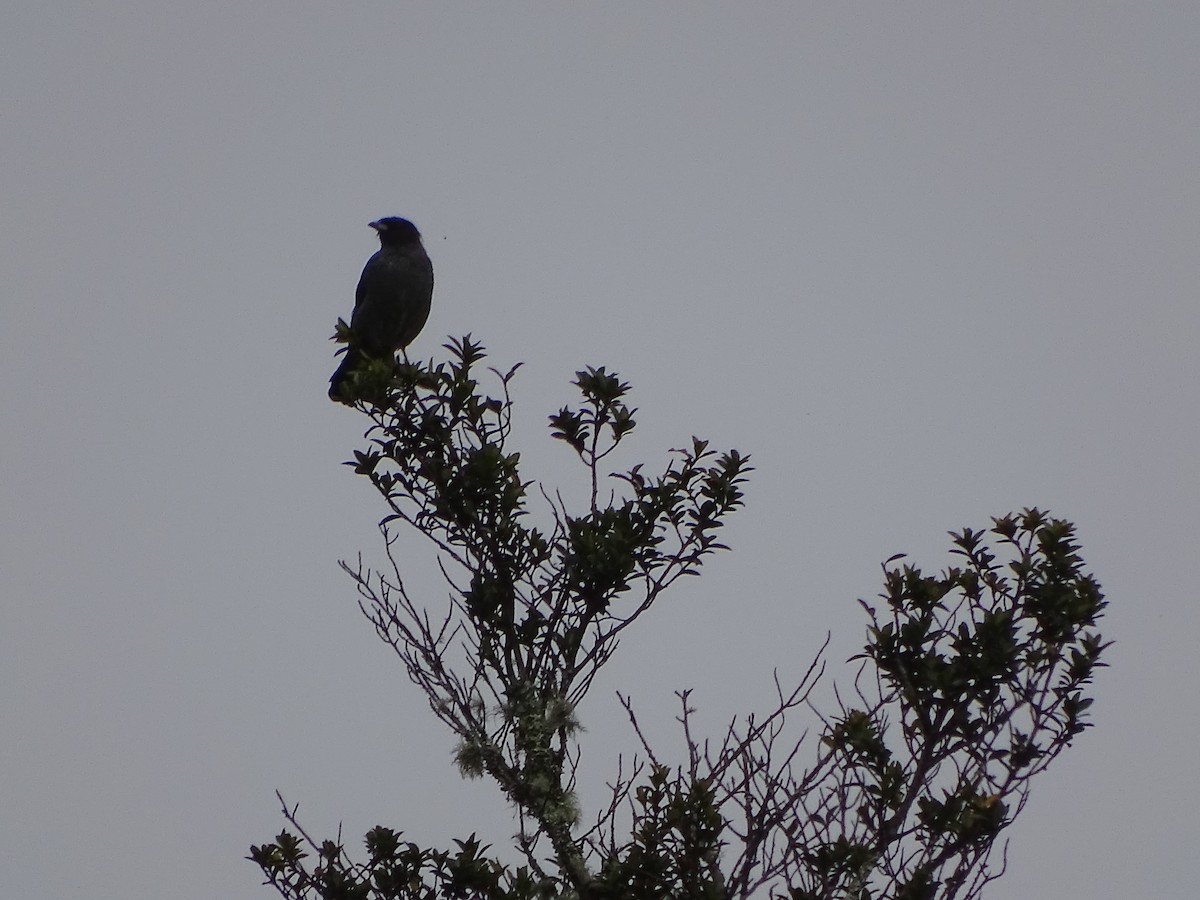 Cotinga Crestirrojo - ML620312009