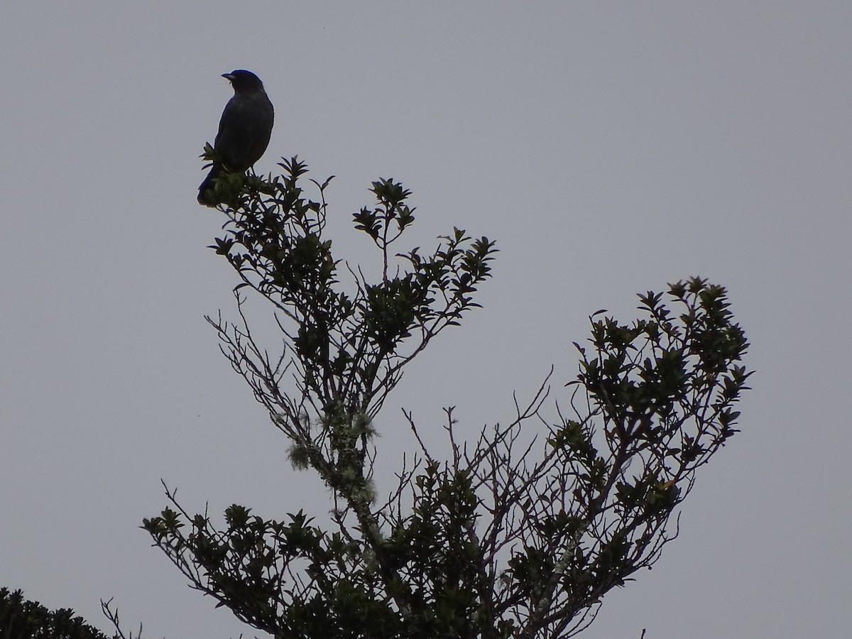 Cotinga Crestirrojo - ML620312010