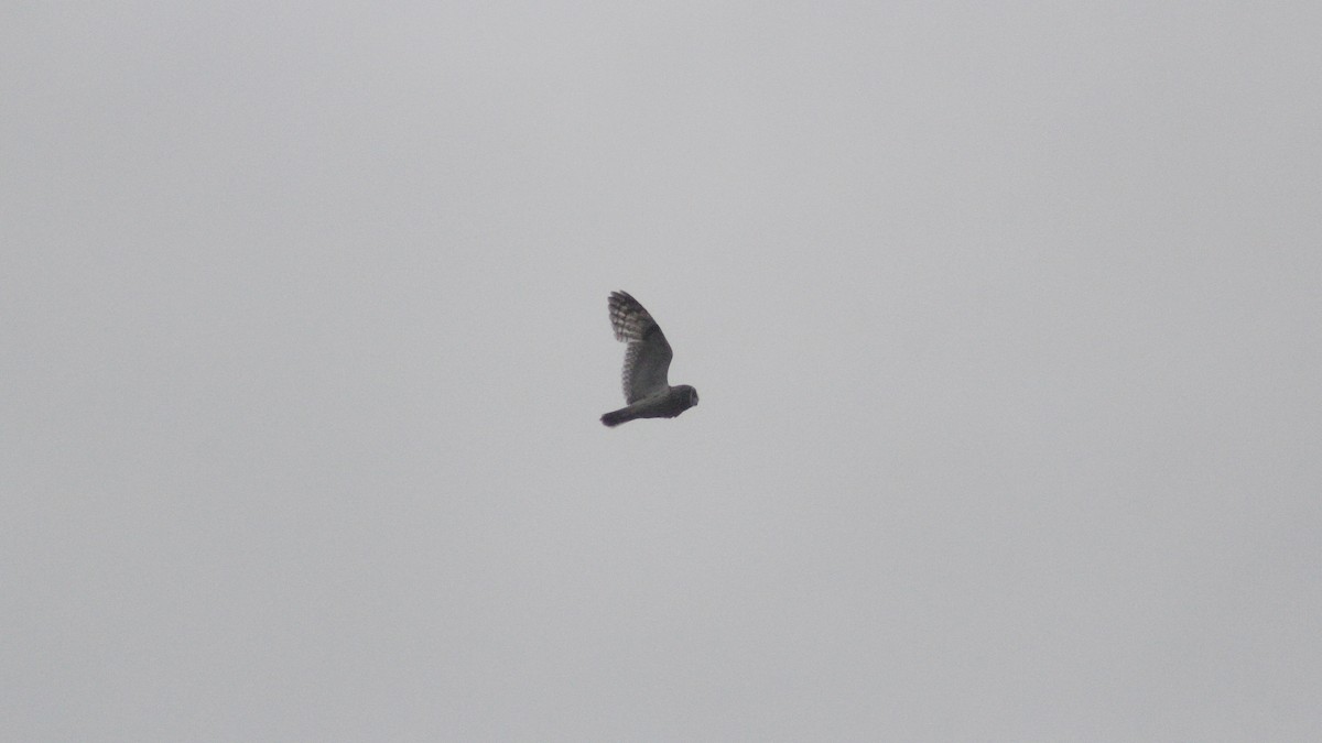Short-eared Owl - ML620312011