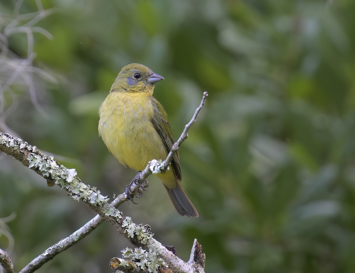 Painted Bunting - ML620312012