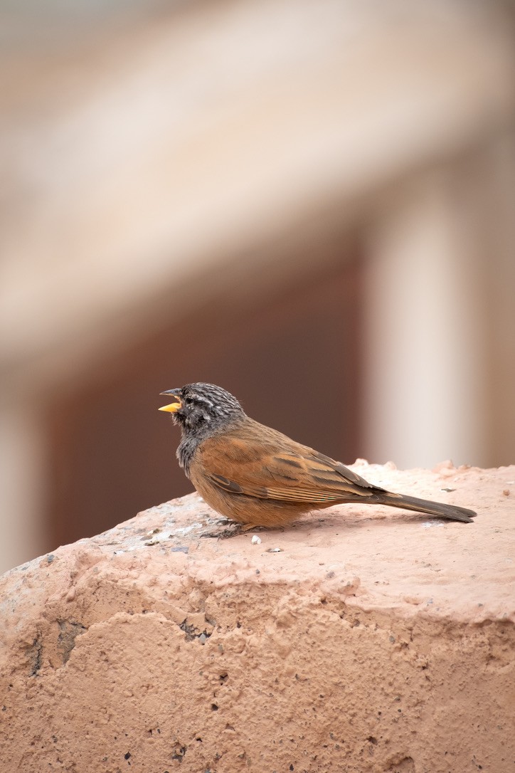 House Bunting - ML620312016