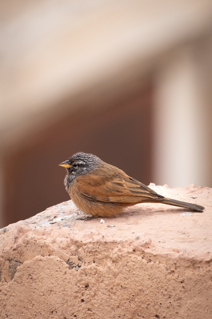 House Bunting - ML620312017