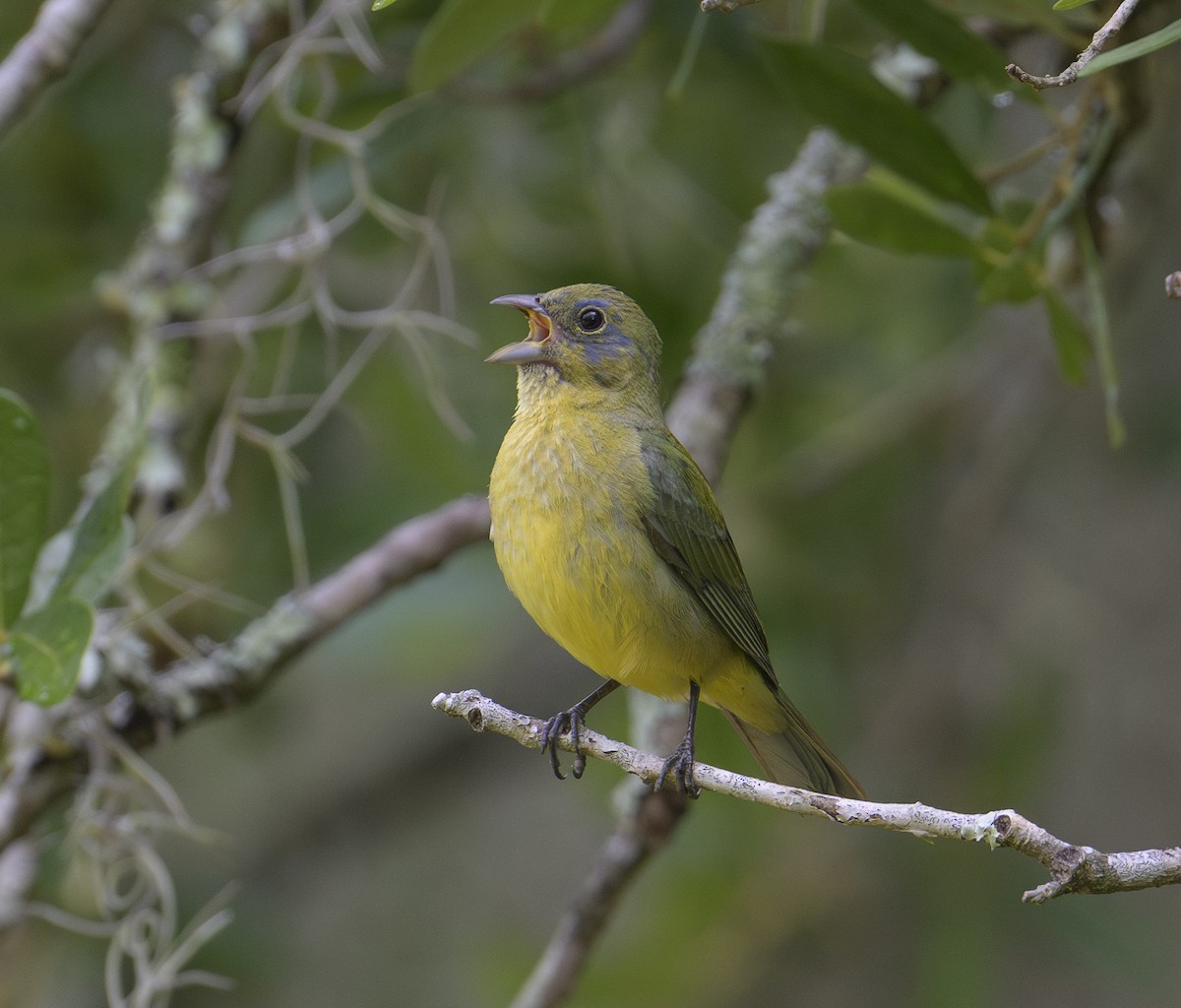 Painted Bunting - ML620312018