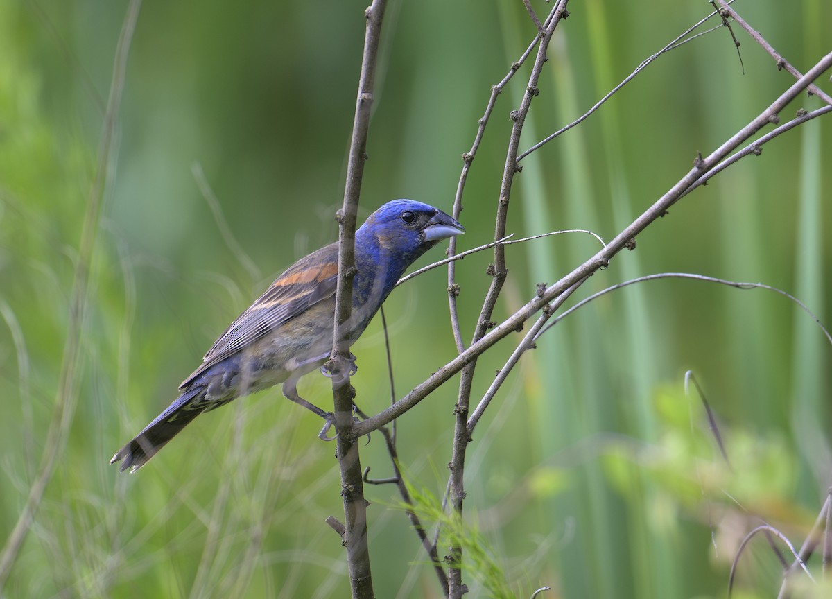 Blue Grosbeak - ML620312023