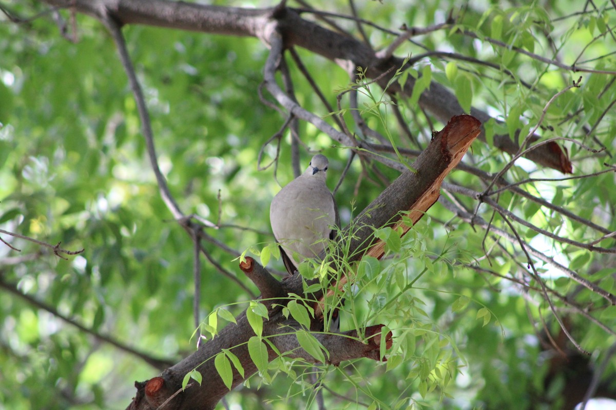 White-tipped Dove - ML620312026