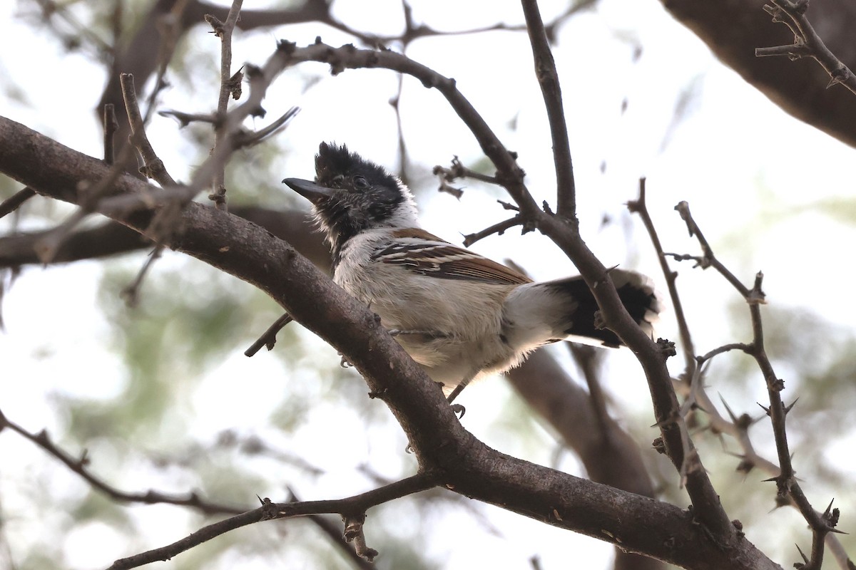 Collared Antshrike - ML620312027