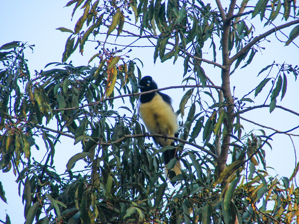 Plush-crested Jay - ML620312028