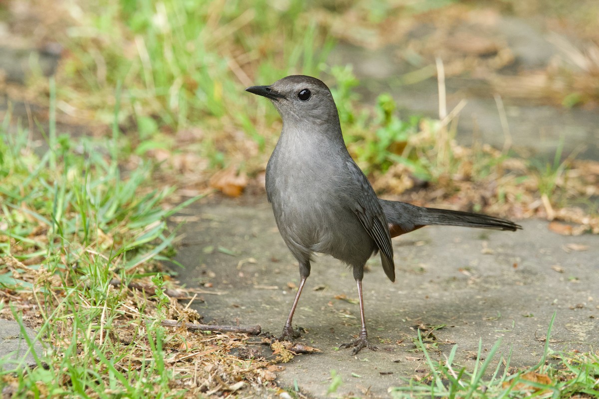 Pájaro Gato Gris - ML620312031