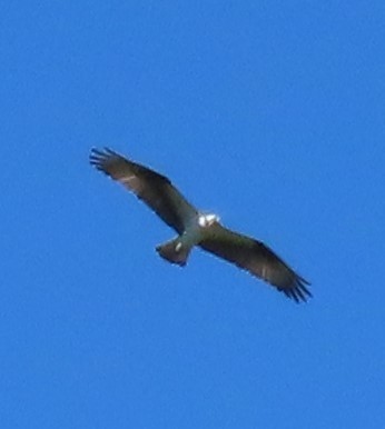 Balbuzard pêcheur - ML620312033