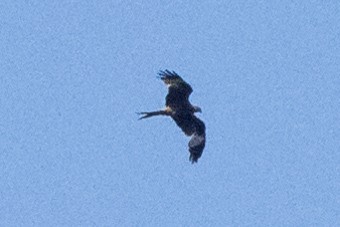 Red Kite - ML620312039